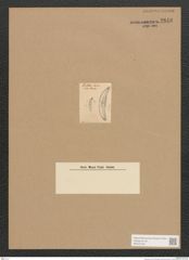 Diatomeae indet. Zeichnungen Sammlung Grunow Nr. 2848 (NHMW-BOT-W0370169)